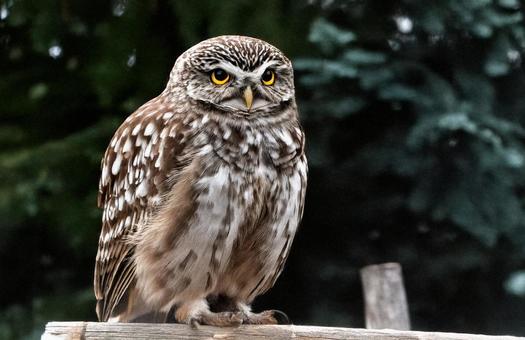 フクロウ フクロウの写真