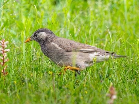 地面を歩くムクドリ 地面を歩くムクドリ ムクドリ,椋鳥,野鳥の写真素材