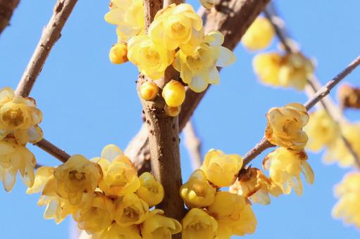 青梅吉野梅郷の蝋梅　２ 梅,蝋梅,黄色の写真素材