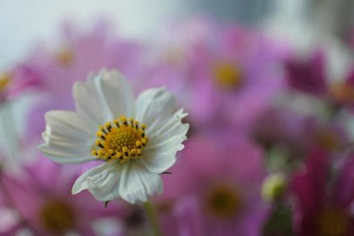 秋桜 秋桜の写真