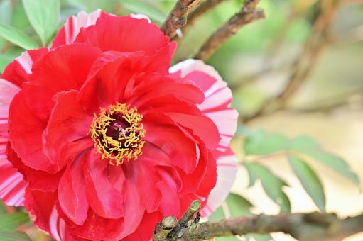 ボタンの花 ボタンの花の写真