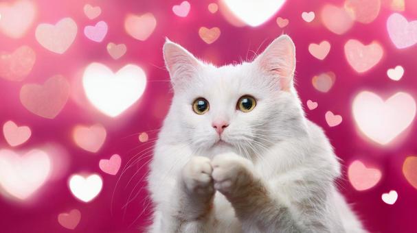 好き好き猫 好き好き猫の写真