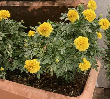 花 花 花,植物,葉の写真素材
