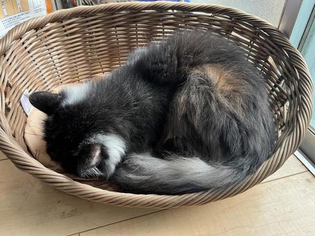 寝る猫 寝る猫 猫,ネコ,長毛の写真素材
