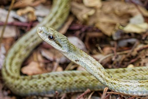 虫に興味を示すアオダイショウ 虫に興味を示すアオダイショウ アオダイショウ,青大将,へびの写真素材