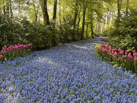 キューケンホフ公園 キューケンホフ,チューリップ,ムスカリの写真素材