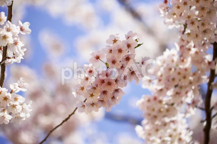 美しい函館公園の桜の花 春,春の訪れ,ソメイヨシノの写真素材