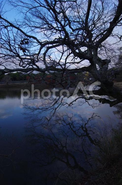 池と古木 古木,池,夕暮れの写真素材