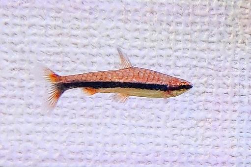 ナノストムスベックホルディ 熱帯魚  ナノストムスベックホルディ 熱帯魚 の写真
