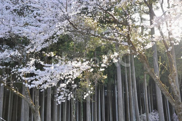 早朝のさくら サクラ,桜,さくらの写真素材