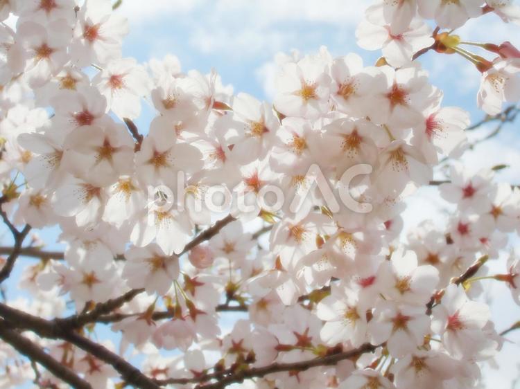 満開のソメイヨシノの輝く花びら 桜,ソメイヨシノ,満開の写真素材