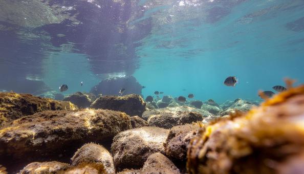 海中から見た岩場に泳ぐ熱帯魚 海中から見た岩場に泳ぐ熱帯魚の写真