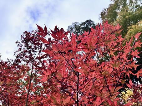 紅葉 紅葉,秋,紅の写真素材