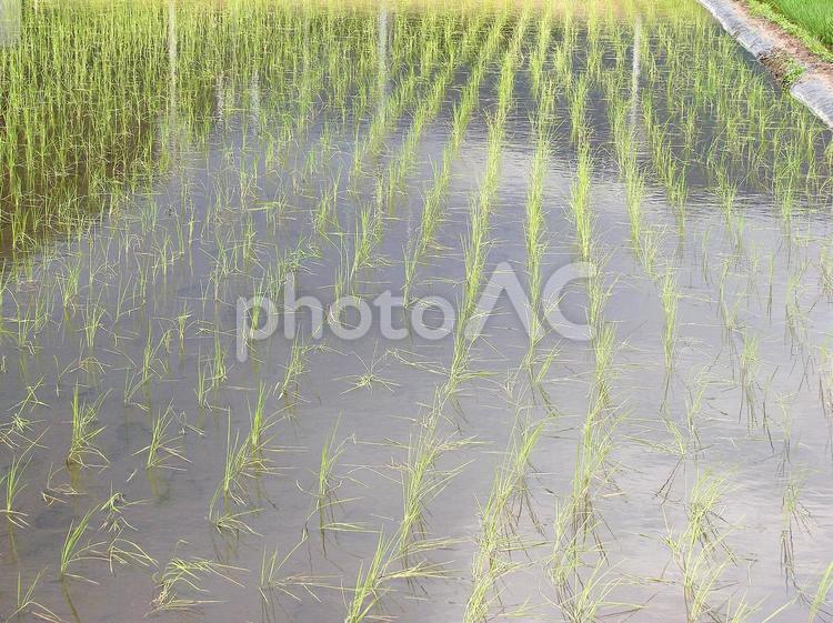 田植え(水田) 背景,稲,お米の写真素材
