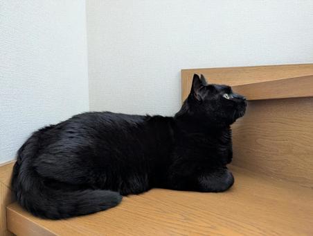 黒猫 5 黒猫 5の写真