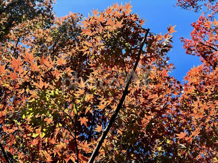 赤い紅葉が青空に映える美しい秋の日 秋空,紅葉,もみじの写真素材