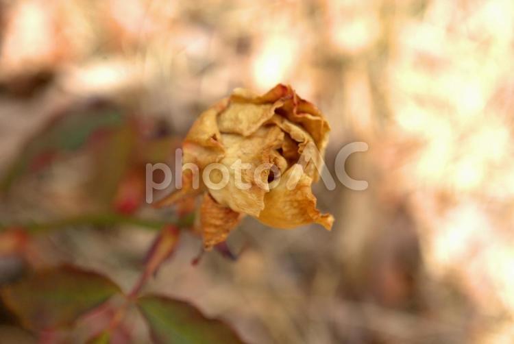 自然の美しさ。薔薇のドライフラワー 薔薇,バラ,ドライフラワーの写真素材