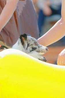 シェルティ シェルティ 犬,ペット,シェルティの写真素材