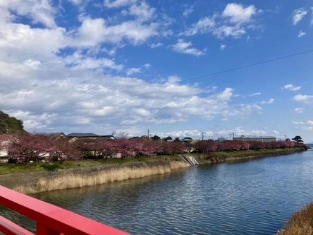 河津桜の並木 河津桜の並木の写真