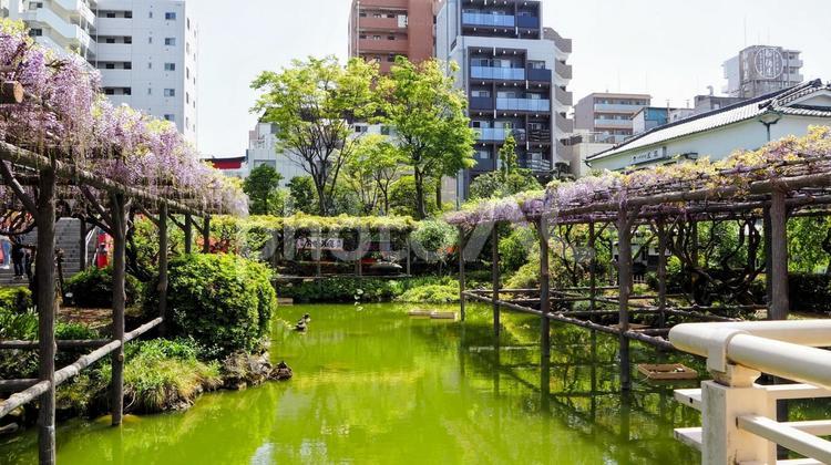 春の亀戸天神・藤の花＆街並み・江東区亀戸 春,藤,花の写真素材