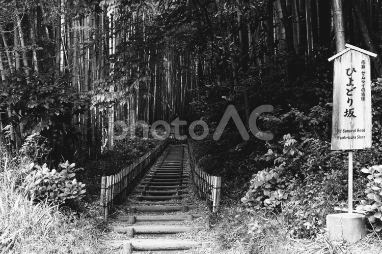 竹林のひよどり坂・モノクロ・千葉県佐倉市 ひよどり坂,竹林,千葉県佐倉市の写真素材