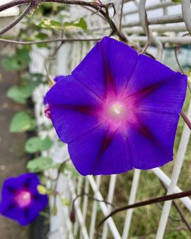 丸葉あさがおのお花 丸葉あさがおのお花 朝顔,丸葉,昼顔の写真素材