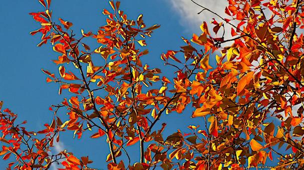 紅葉狩りシーズン到来!真っ赤に染まった! 紅葉狩りシーズン到来!真っ赤に染まった! 紅葉,もみじ,モミジの写真素材