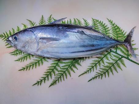 かつお かつお 鰹,魚,鮮魚の写真素材