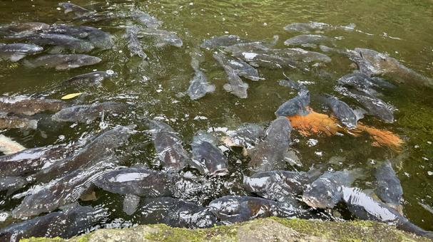 鯉の池 鯉の池の写真