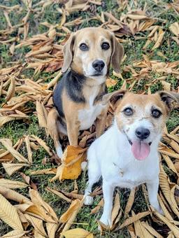 秋の絨毯12 犬,ビーグル,スマイルの写真素材