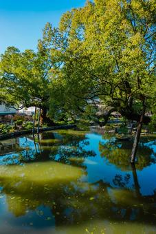 【福岡】太宰府天満宮の風景 太宰府天満宮,福岡,太宰府の写真素材
