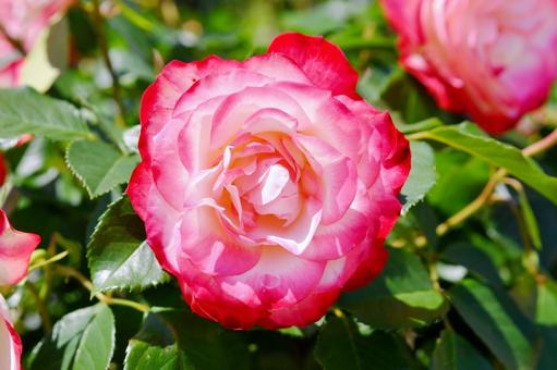 薔薇 ジュビレデュプランスドゥモナコ 薔薇 ジュビレデュプランスドゥモナコの写真