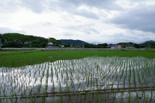 Rice cultivation, JPG Rice cultivation, JPG