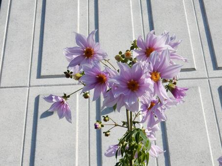 【花の写真】皇帝ダリア 皇帝ダリア,コウテイダリア,植物の写真素材