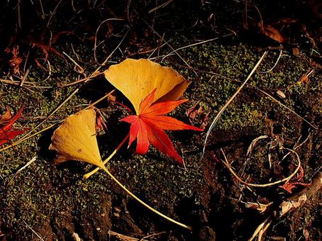 日本の紅葉 日本の紅葉 こうよう,銀杏,いちょうの写真素材