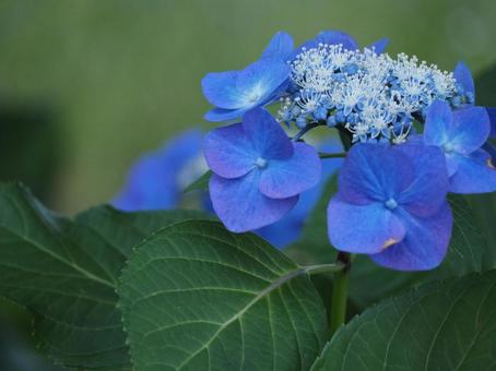 Photo, hydrangea, rainy season, up, 