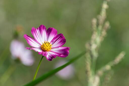 ピンクの縁取りが美しいコスモス 秋桜,コスモス,花の写真素材