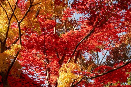 高野山の紅葉 高野山,紅葉,山岳の写真素材