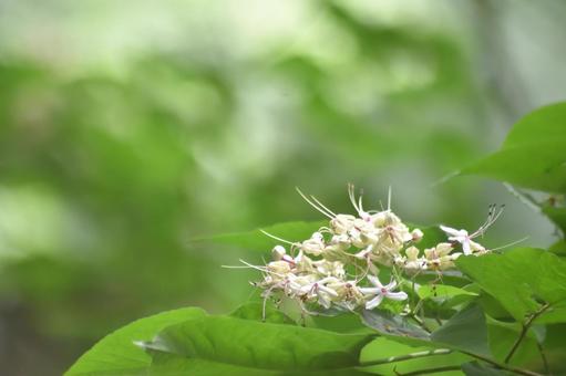 クサギの花 クサギの花 クサギ,花,白色の写真素材