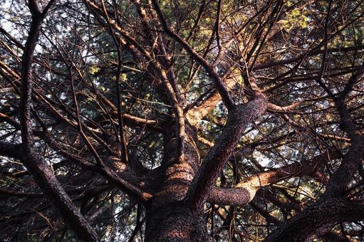 Photo, wood, branch, dry, 