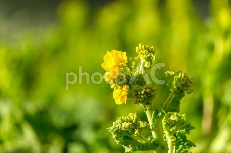 菜の花の鮮やかな黄色 菜の花,黄色,花の写真素材