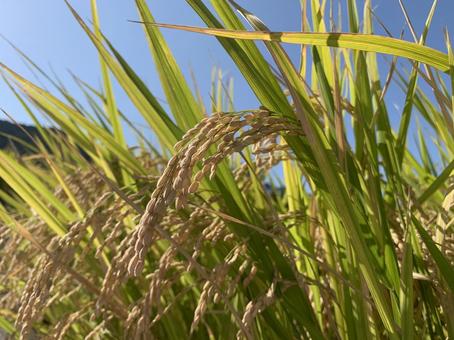 稲穂の写真