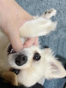 甘噛みするチワワの子犬 甘噛みするチワワの子犬 チワワ,甘噛み,ホワイトの写真素材