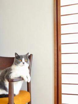 猫 ひと休み猫ちゃん4 猫 ひと休み猫ちゃん4の写真