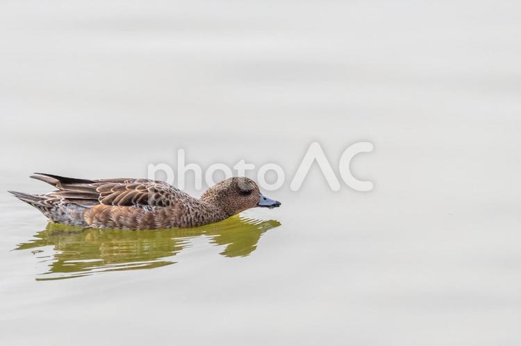 水面を滑るヒドリガモのメス ヒドリガモ,メス,水面の写真素材