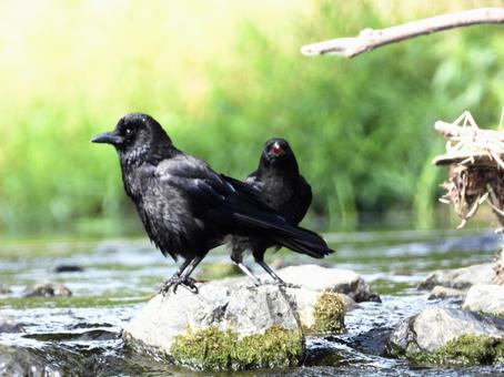 堰石の上に立つカラスの親子 堰石の上に立つカラスの親子の写真