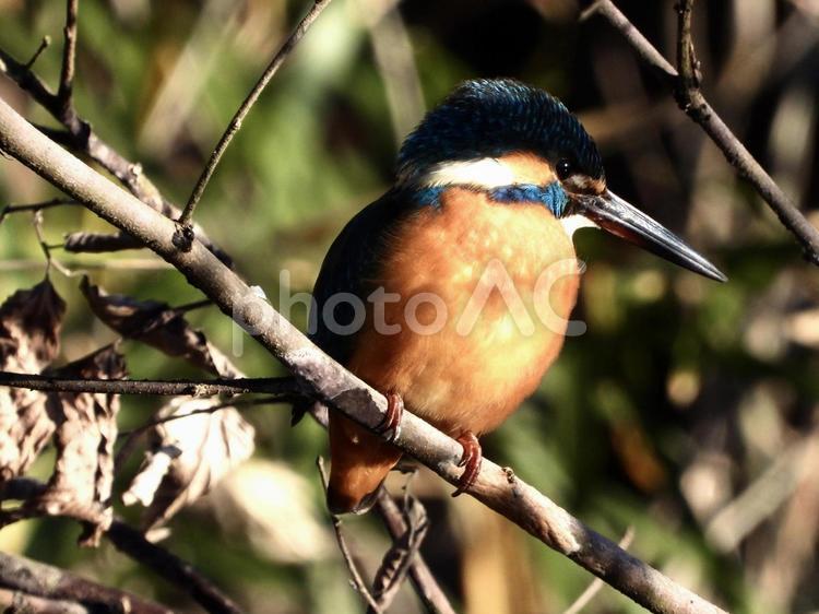 枝にとまるカワセミ 鳥,野鳥,カワセミの写真素材