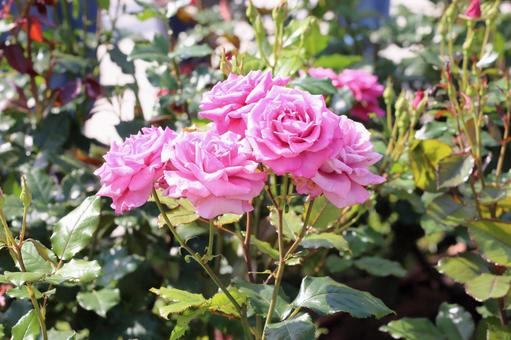 美しいピンクのバラの写真