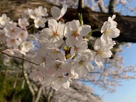 桜 桜 桜,夕方,アップの写真素材