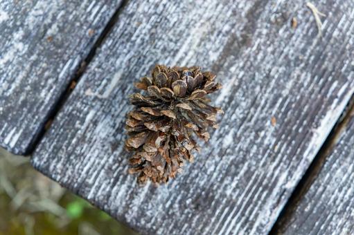 ベンチに落ちた松ぼっくり 松ぼっくり,まつぼっくり,植物の写真素材